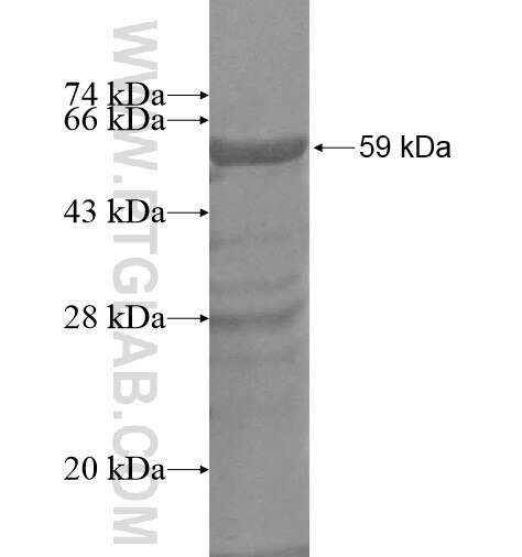 RBM19 fusion protein Ag13545 SDS-PAGE