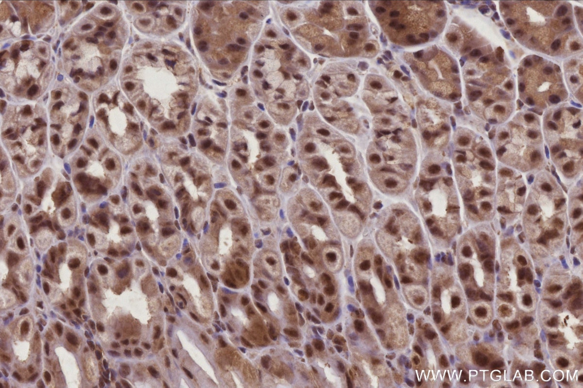 Immunohistochemistry (IHC) staining of mouse stomach tissue using RBM22 Polyclonal antibody (22103-1-AP)