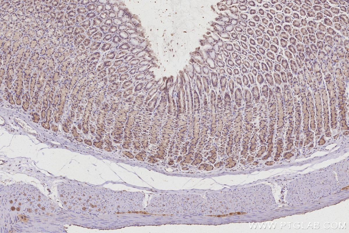 Immunohistochemistry (IHC) staining of rat stomach tissue using RBM22 Polyclonal antibody (22103-1-AP)