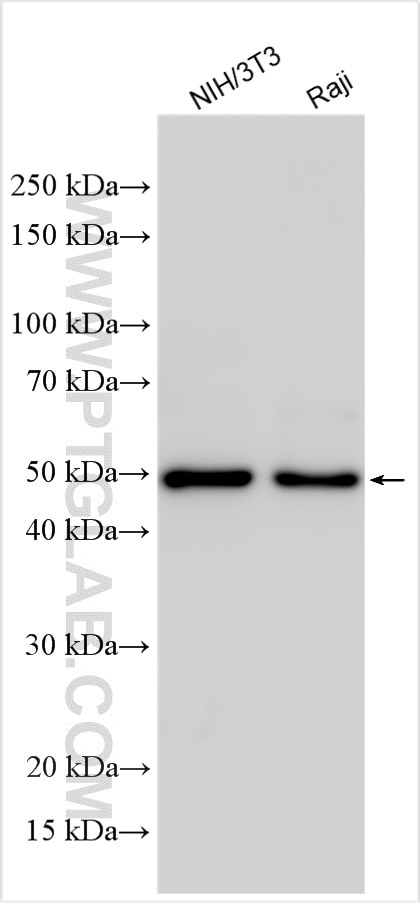 Western Blot (WB) analysis of various lysates using RBM22 Polyclonal antibody (22103-1-AP)