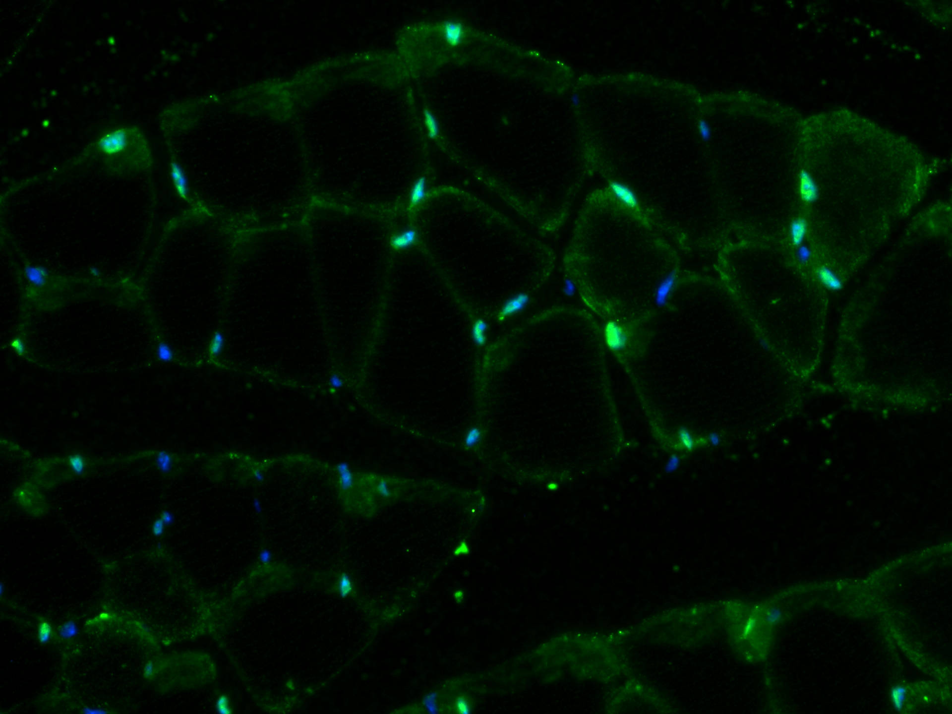 Immunofluorescence (IF) / fluorescent staining of mouse skeletal muscle tissue using RBM24 Polyclonal antibody (18178-1-AP)