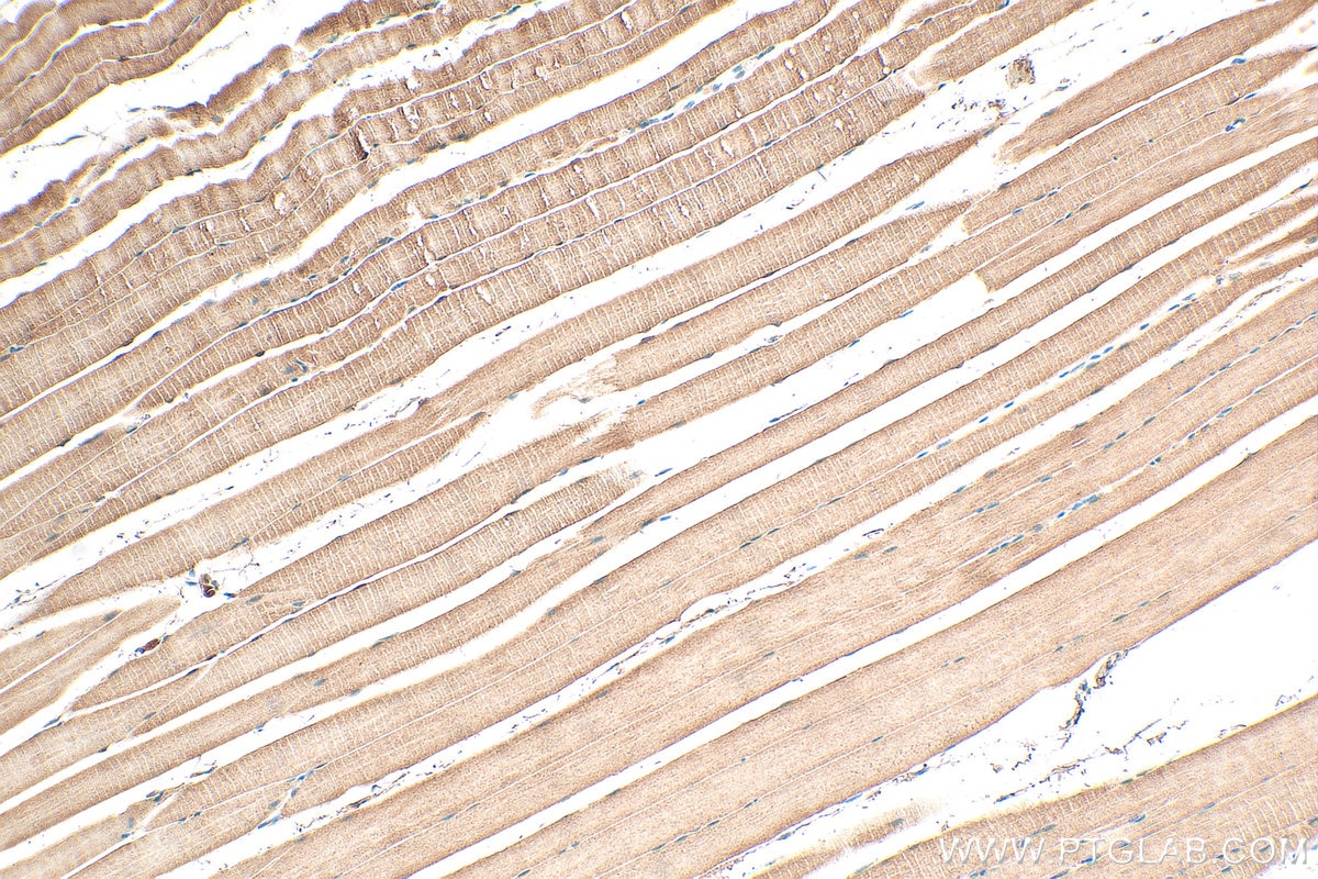 Immunohistochemistry (IHC) staining of mouse skeletal muscle tissue using RBM24 Polyclonal antibody (18178-1-AP)