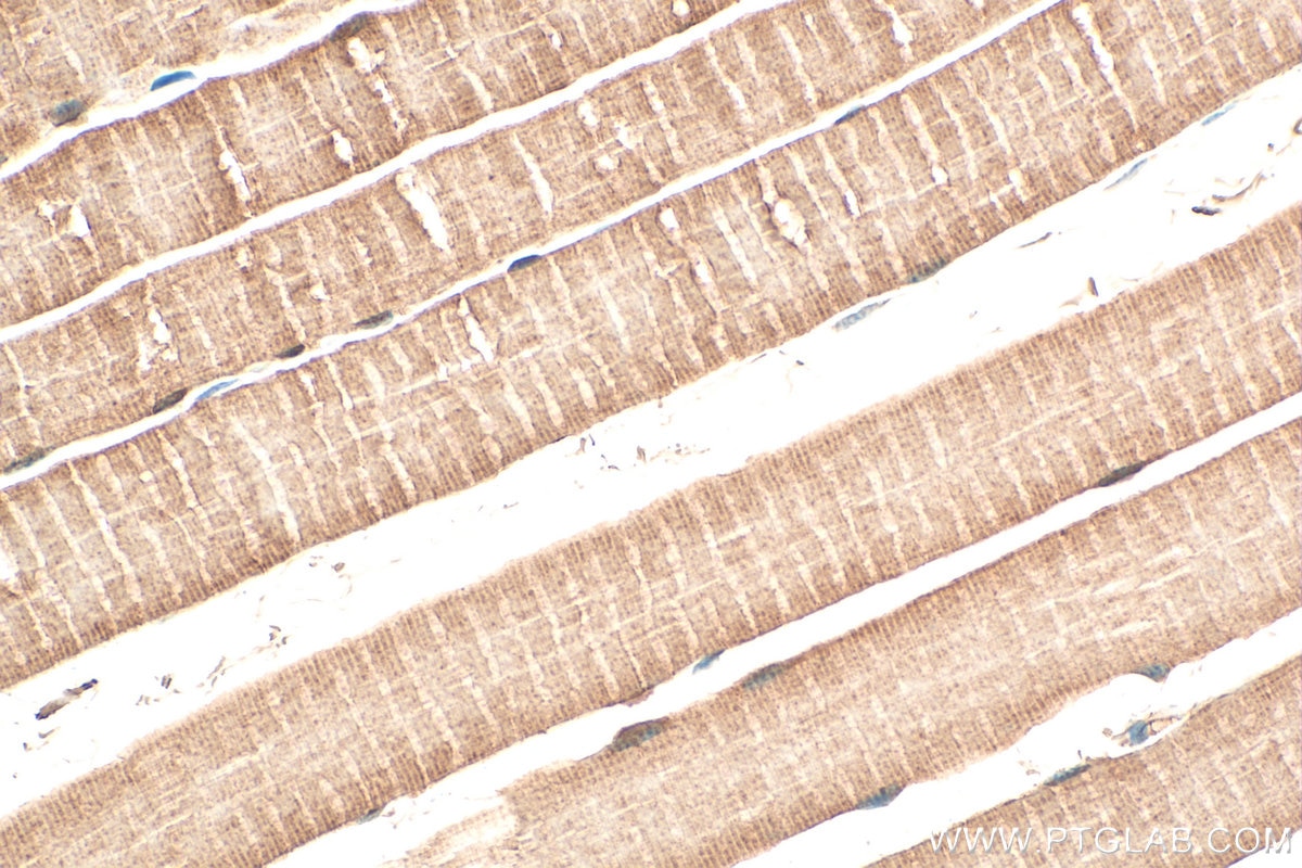 Immunohistochemistry (IHC) staining of mouse skeletal muscle tissue using RBM24 Polyclonal antibody (18178-1-AP)