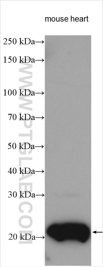 Western Blot (WB) analysis of various lysates using RBM24 Polyclonal antibody (18178-1-AP)