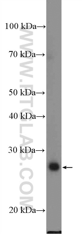 Western Blot (WB) analysis of HeLa cells using RBM24 Polyclonal antibody (18178-1-AP)