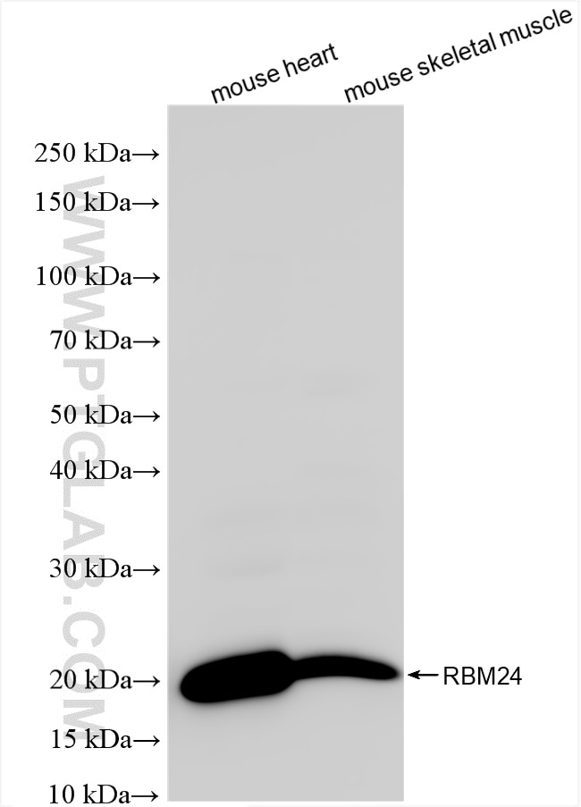 RBM24