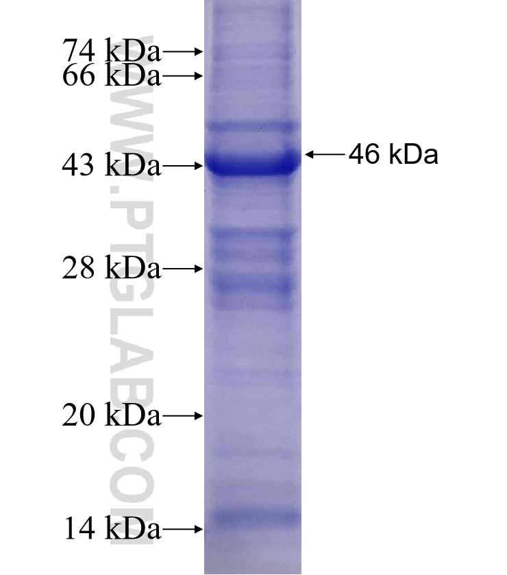 RBM24 fusion protein Ag12871 SDS-PAGE