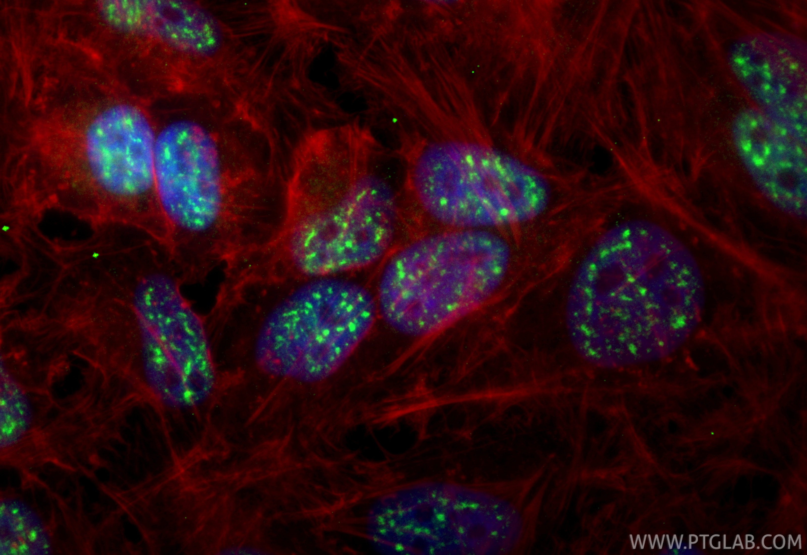 Immunofluorescence (IF) / fluorescent staining of HeLa cells using CoraLite® Plus 488-conjugated RBM25 Recombinant mo (CL488-84968-4)