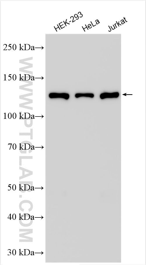 Western Blot (WB) analysis of various lysates using RBM26 Polyclonal antibody (16823-1-AP)