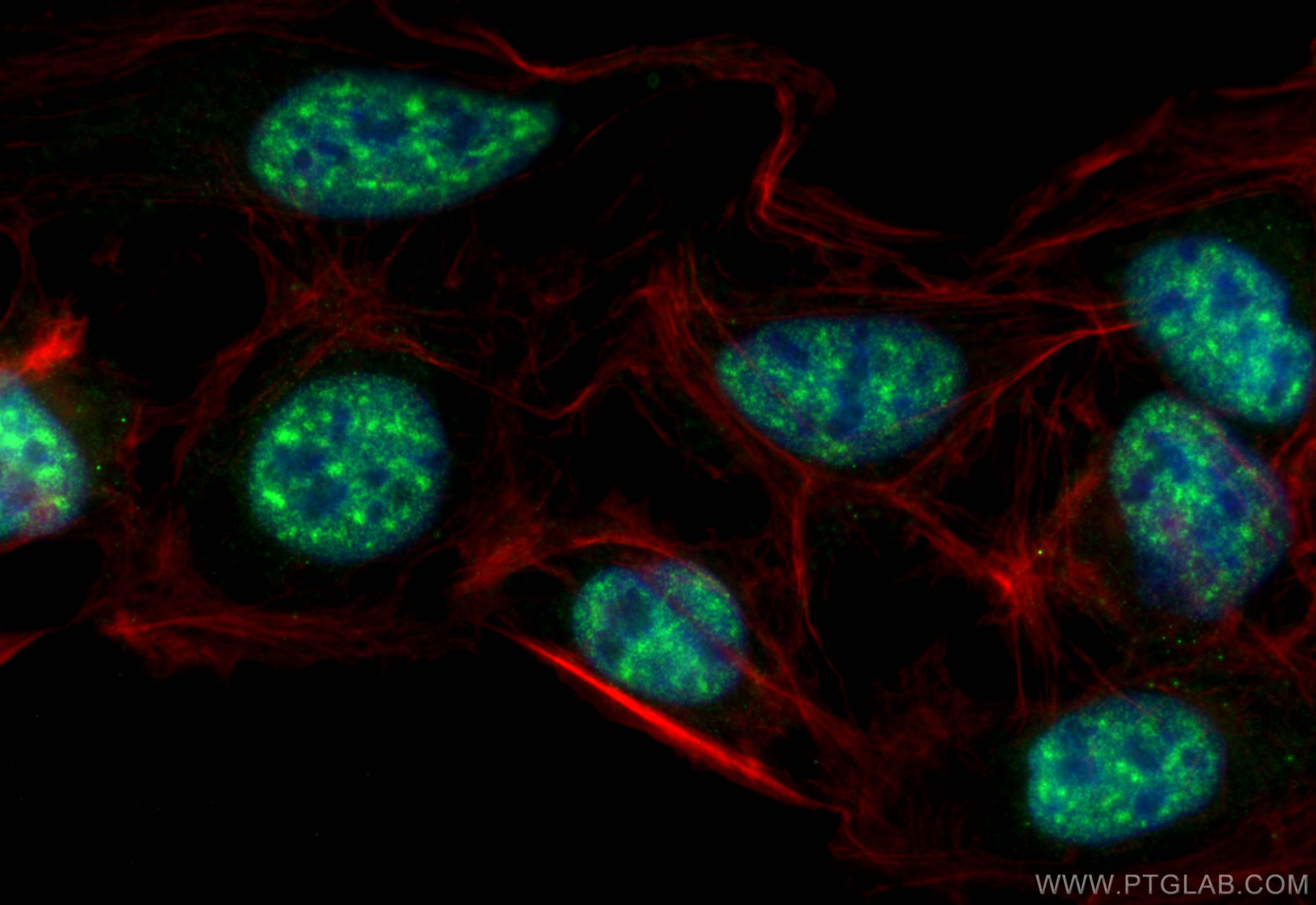 Immunofluorescence (IF) / fluorescent staining of U2OS cells using RBM27 Polyclonal antibody (31850-1-AP)