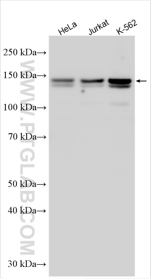 Western Blot (WB) analysis of various lysates using RBM27 Polyclonal antibody (31850-1-AP)