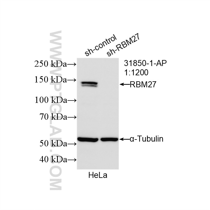 Western Blot (WB) analysis of HeLa cells using RBM27 Polyclonal antibody (31850-1-AP)