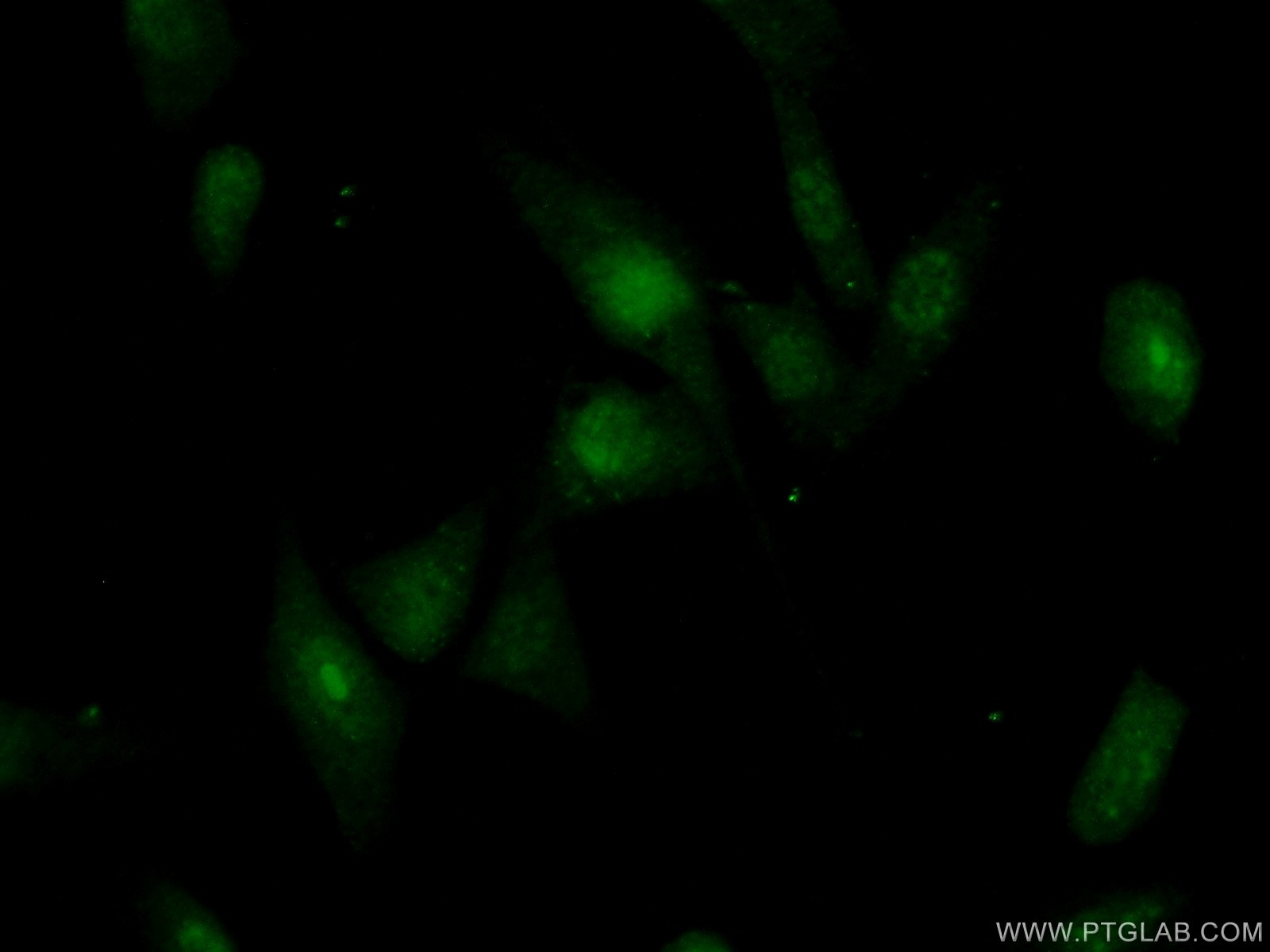 Immunofluorescence (IF) / fluorescent staining of NIH/3T3 cells using RBM28 Polyclonal antibody (16484-1-AP)