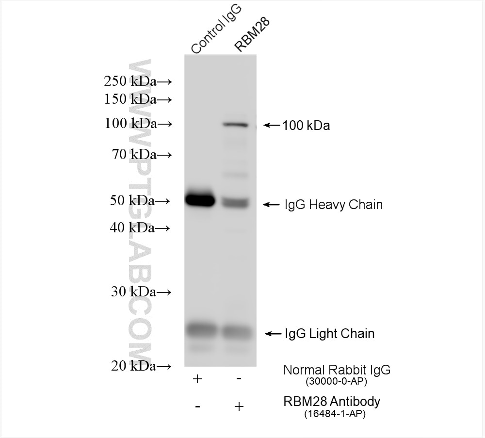 Immunoprecipitation (IP) experiment of NIH/3T3 cells using RBM28 Polyclonal antibody (16484-1-AP)