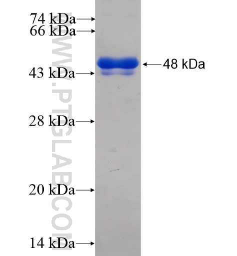 RBM28 fusion protein Ag8854 SDS-PAGE