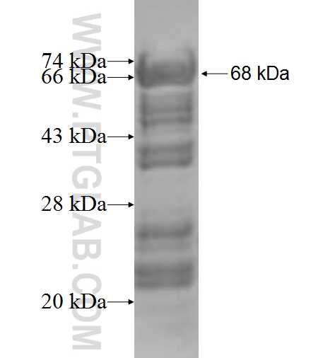 RBM28 fusion protein Ag9606 SDS-PAGE