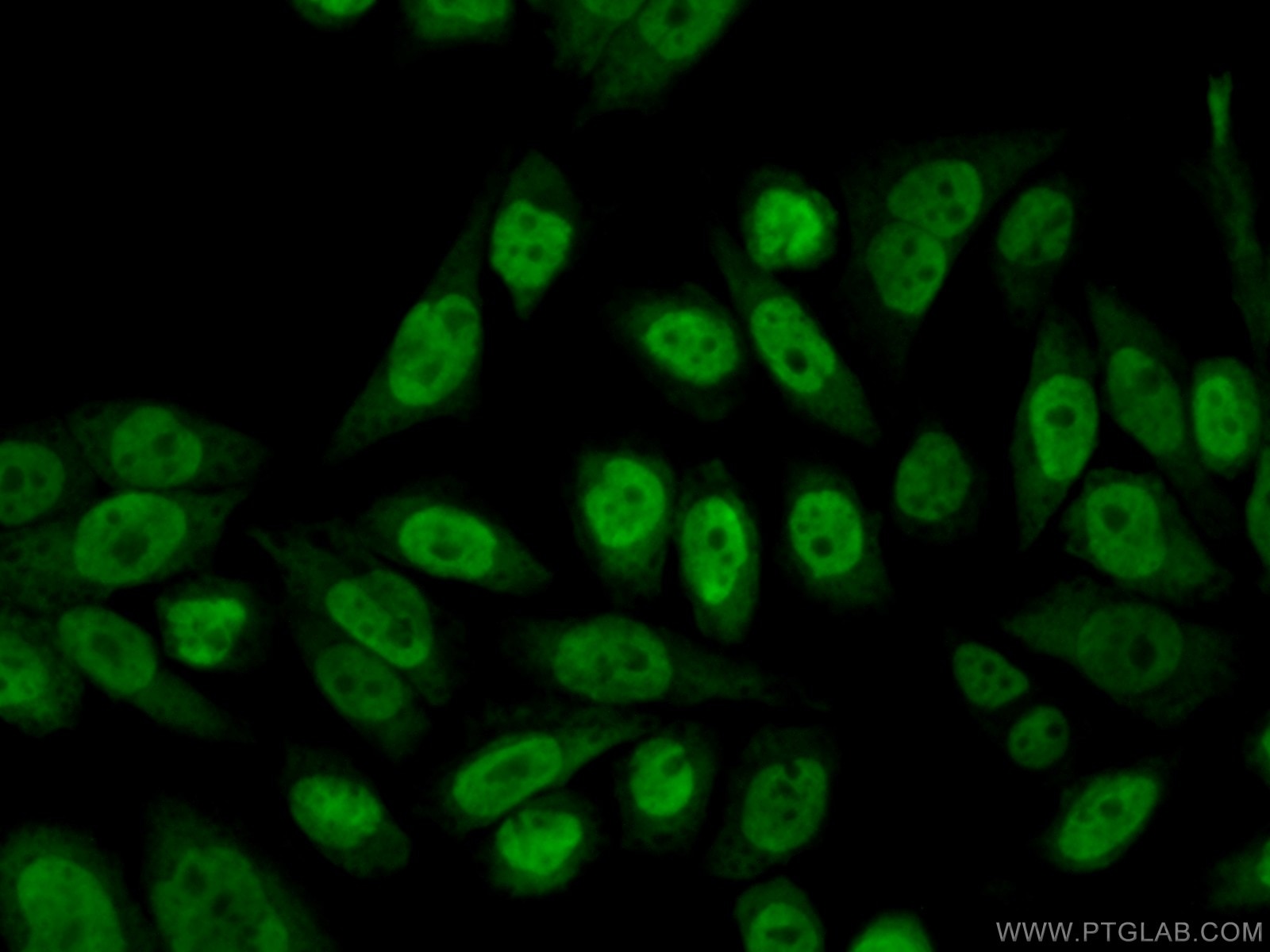 Immunofluorescence (IF) / fluorescent staining of HeLa cells using RBM3 Polyclonal antibody (14363-1-AP)