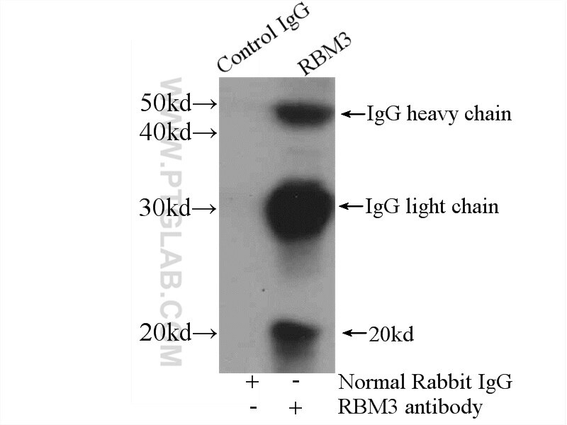 Immunoprecipitation (IP) experiment of MCF-7 cells using RBM3 Polyclonal antibody (14363-1-AP)