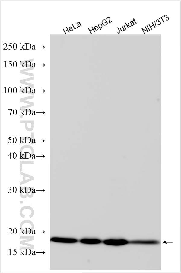 Western Blot (WB) analysis of various lysates using RBM3 Polyclonal antibody (14363-1-AP)