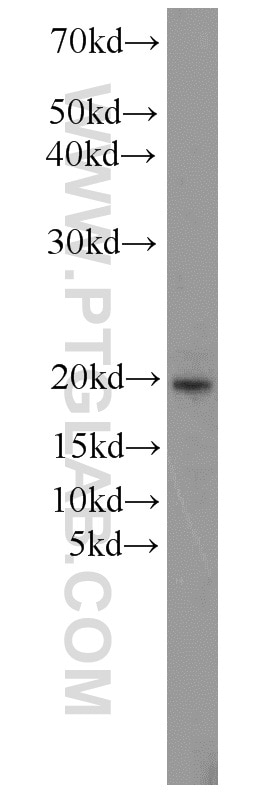 Western Blot (WB) analysis of HepG2 cells using RBM3 Polyclonal antibody (14363-1-AP)