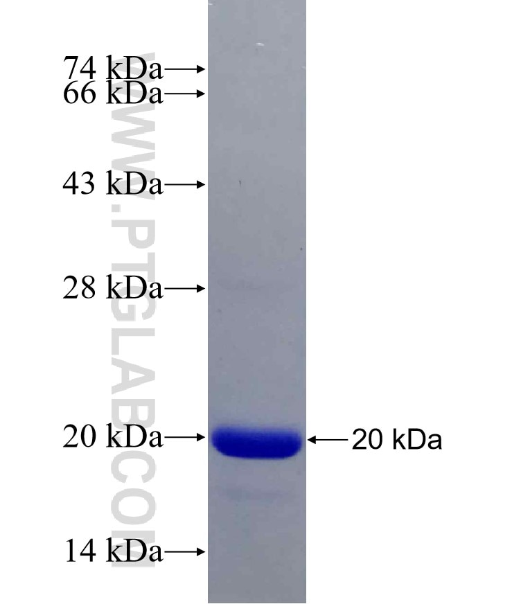 RBM3 fusion protein Ag28329 SDS-PAGE