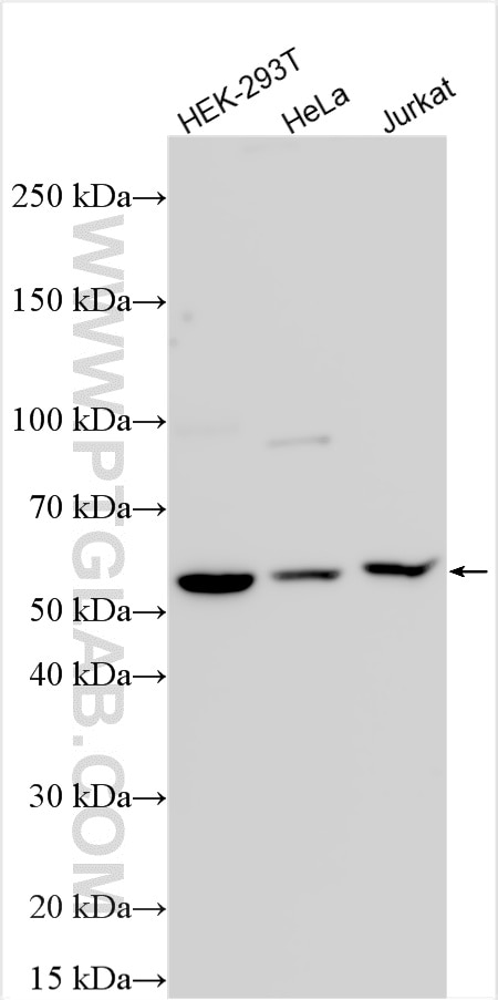 Western Blot (WB) analysis of various lysates using RBM34 Polyclonal antibody (32834-1-AP)