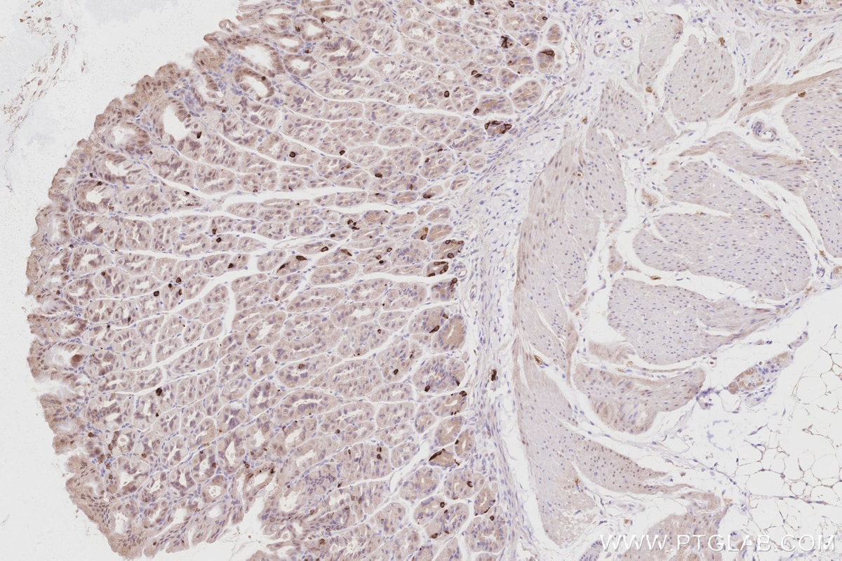 IHC staining of mouse stomach using 16435-1-AP Immunohistochemistry (IHC) staining of mouse stomach tissue using RBM38 Polyclonal antibody (16435-1-AP)