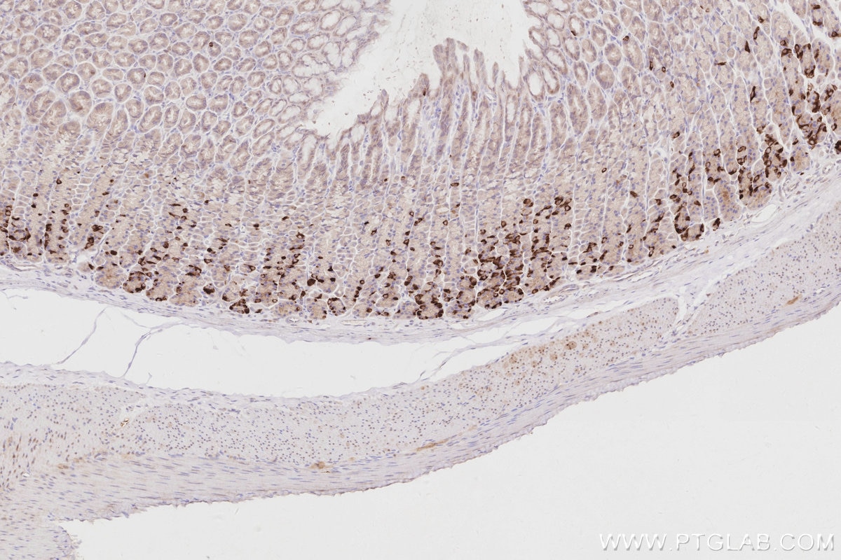 IHC staining of rat stomach using 16435-1-AP Immunohistochemistry (IHC) staining of rat stomach tissue using RBM38 Polyclonal antibody (16435-1-AP)