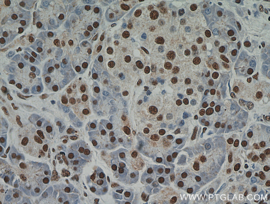 Immunohistochemistry (IHC) staining of human pancreas tissue using RBM39 Polyclonal antibody (21339-1-AP)