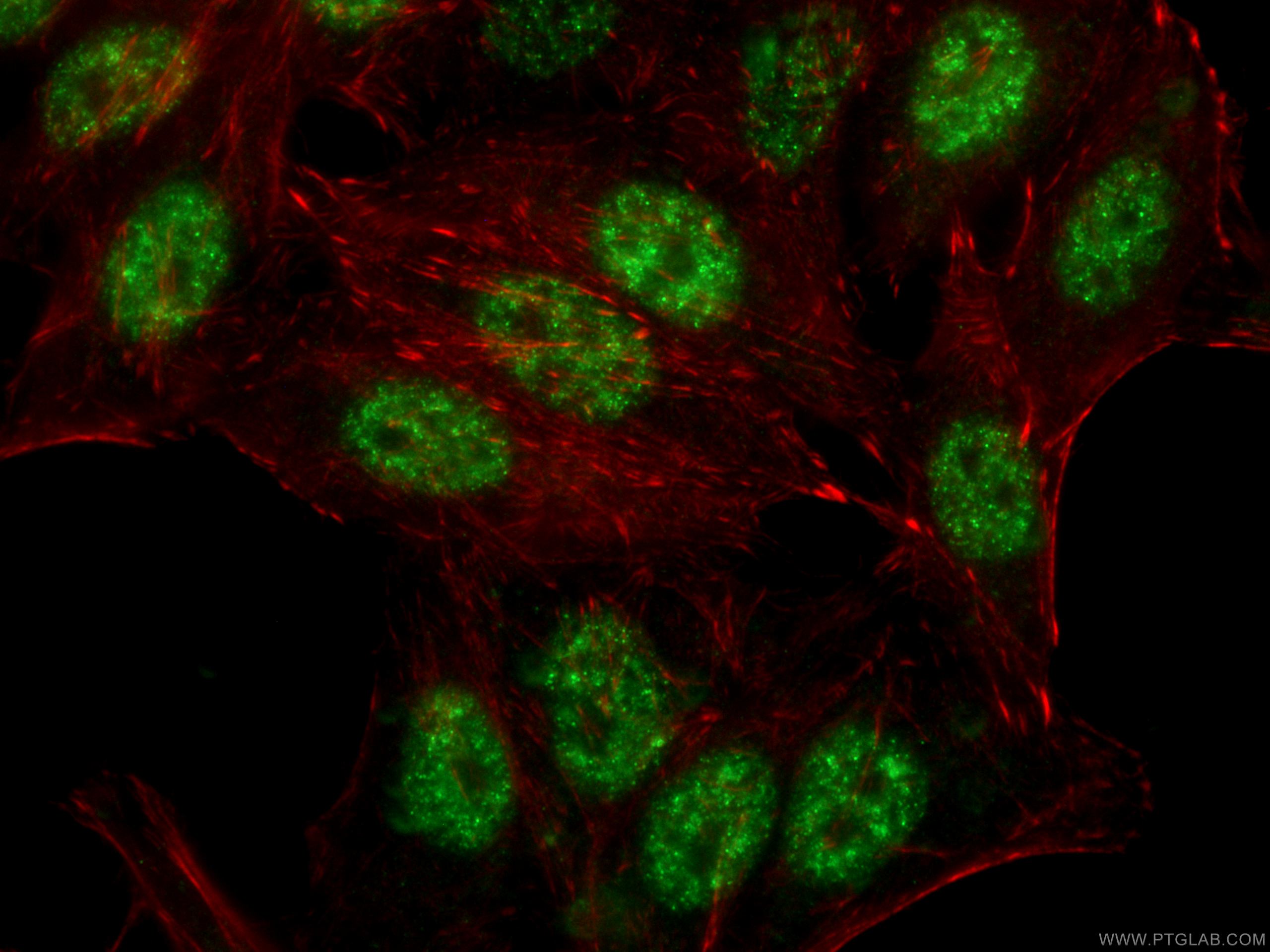 Immunofluorescence (IF) / fluorescent staining of HepG2 cells using RBM39 Monoclonal antibody (67420-1-Ig)