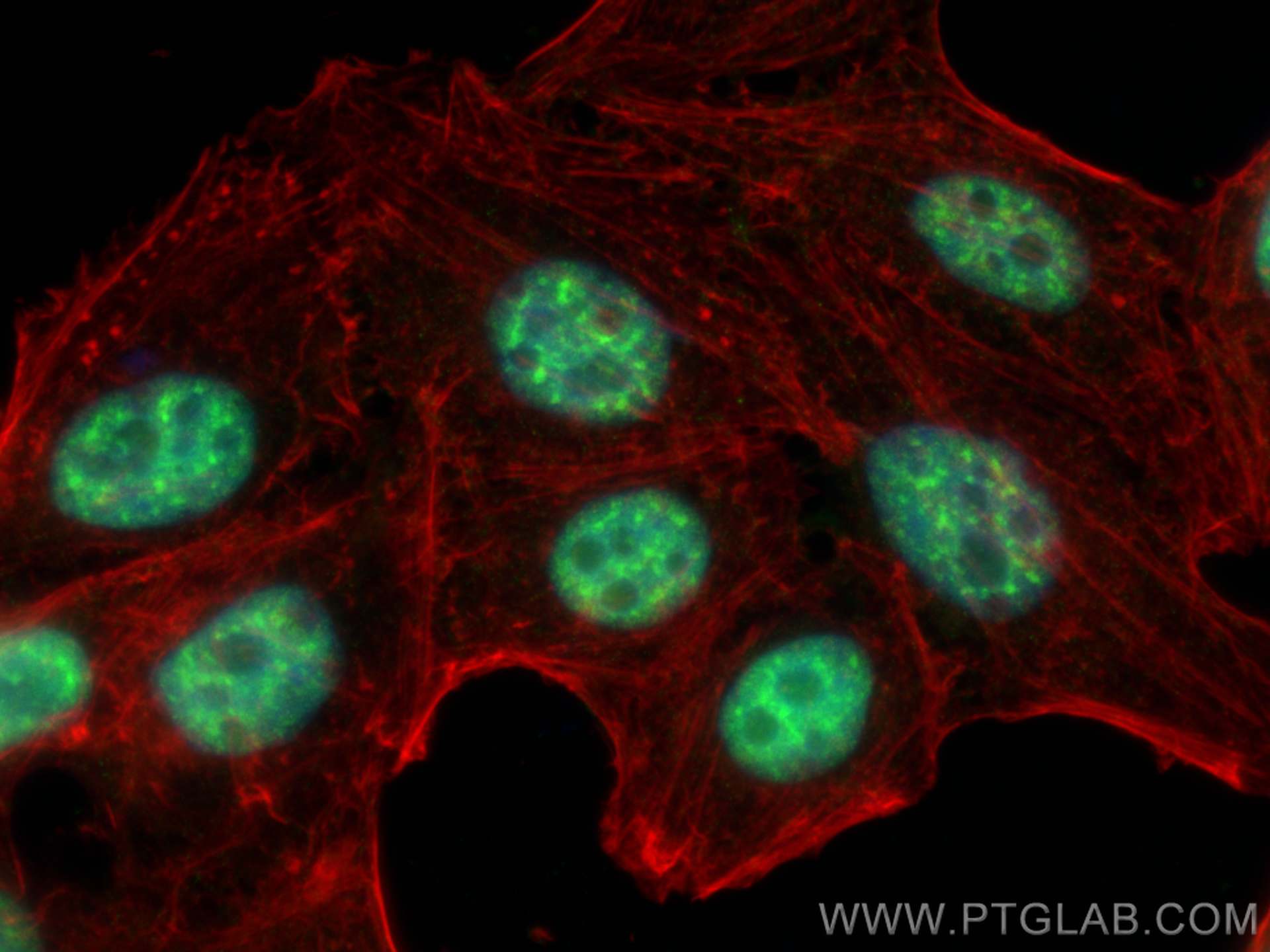 Immunofluorescence (IF) / fluorescent staining of HepG2 cells using RBM39 Monoclonal antibody (67420-1-Ig)