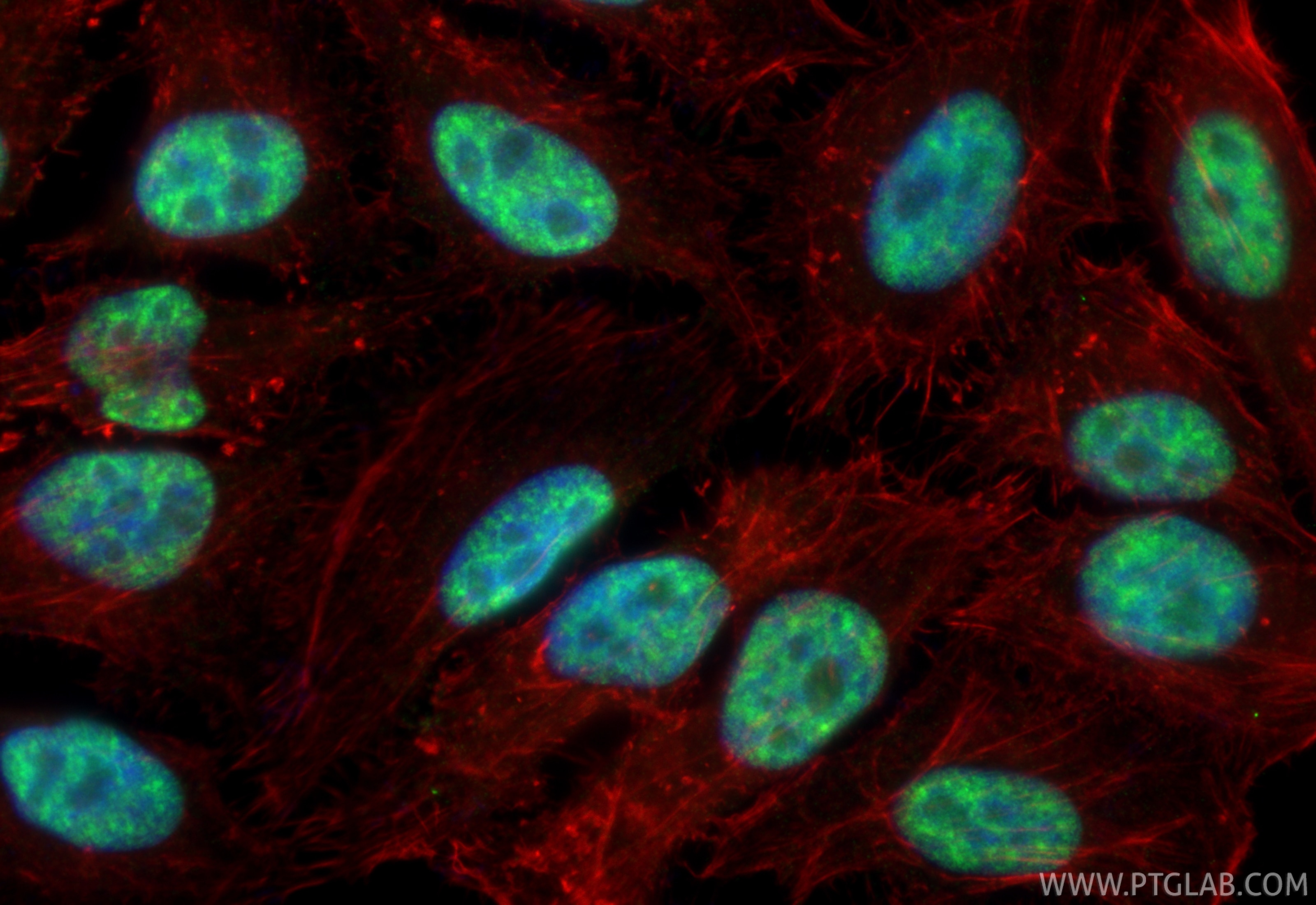 Immunofluorescence (IF) / fluorescent staining of HepG2 cells using RBM39 Monoclonal antibody (67420-1-Ig)