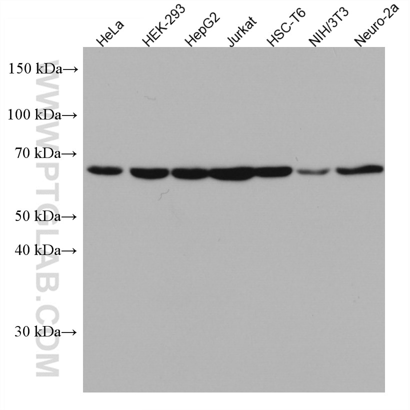 Western Blot (WB) analysis of various lysates using RBM39 Monoclonal antibody (67420-1-Ig)