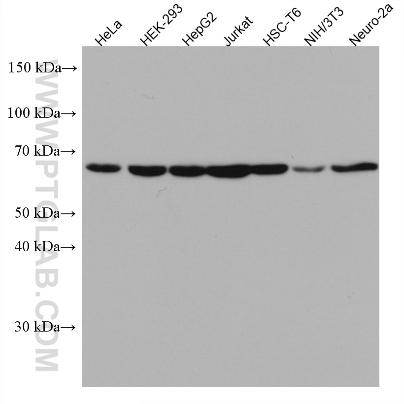 WB analysis using 67420-1-Ig