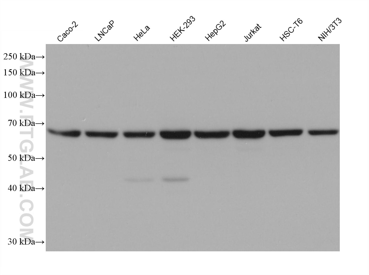 Western Blot (WB) analysis of various lysates using RBM39 Monoclonal antibody (67420-1-Ig)