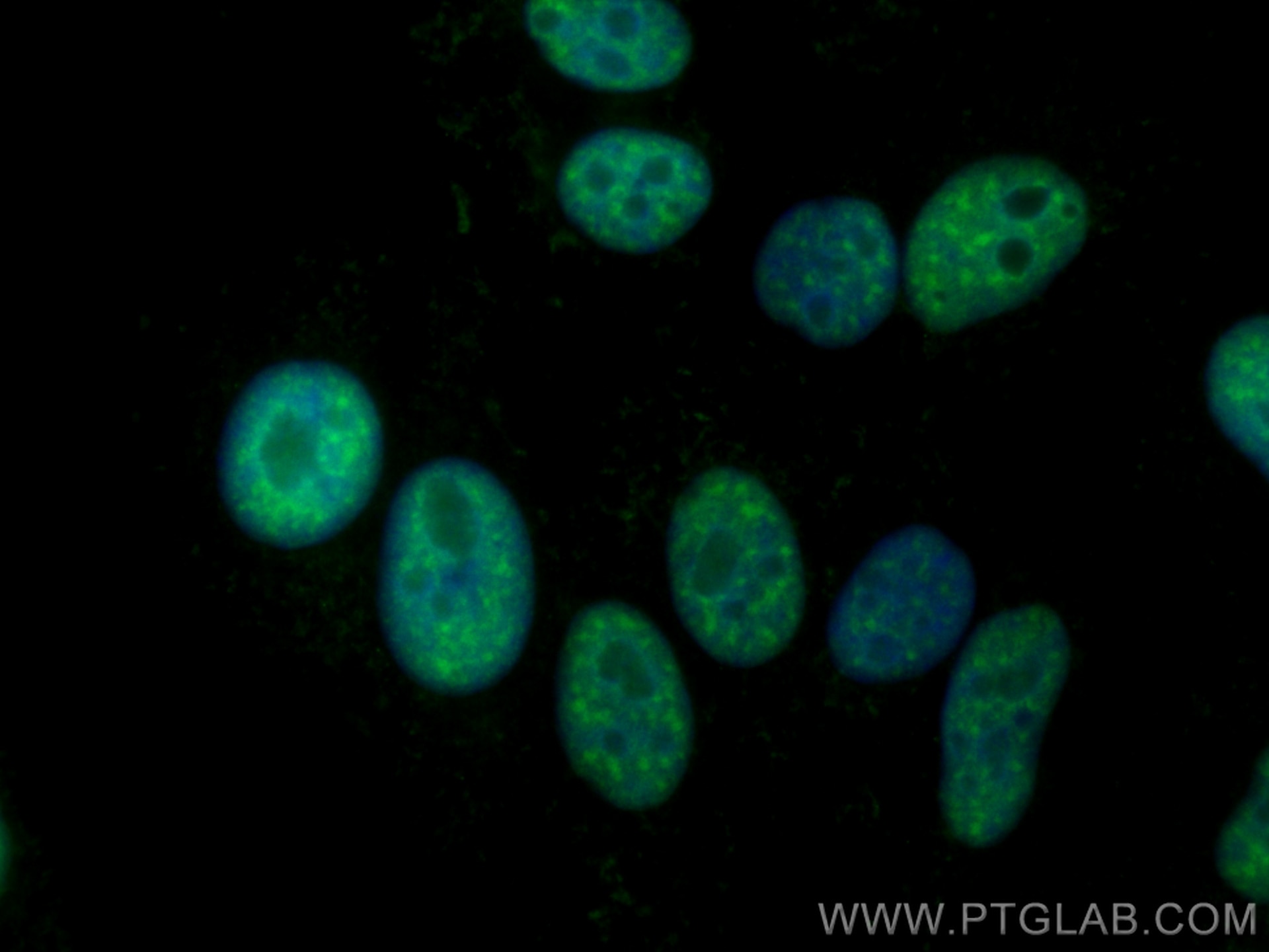 Immunofluorescence (IF) / fluorescent staining of HepG2 cells using CoraLite® Plus 488-conjugated RBM39 Monoclonal ant (CL488-67420)