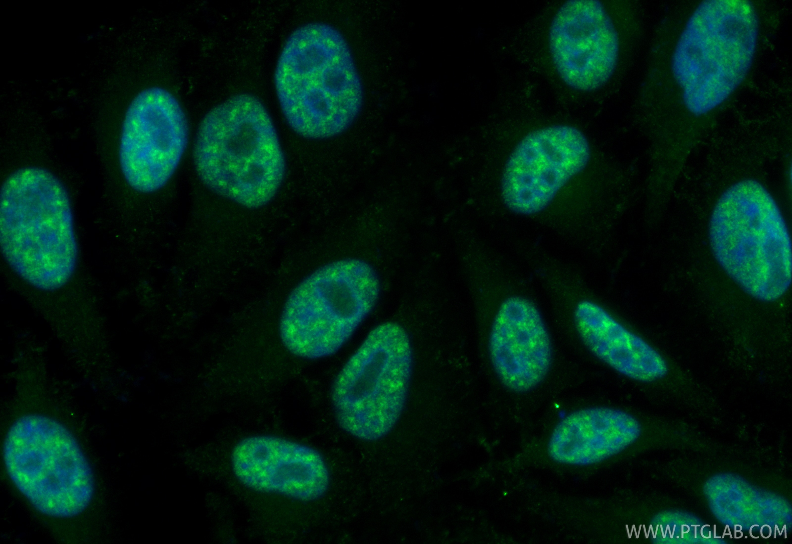 Immunofluorescence (IF) / fluorescent staining of HepG2 cells using CoraLite® Plus 488-conjugated RBM39 Monoclonal ant (CL488-67420)