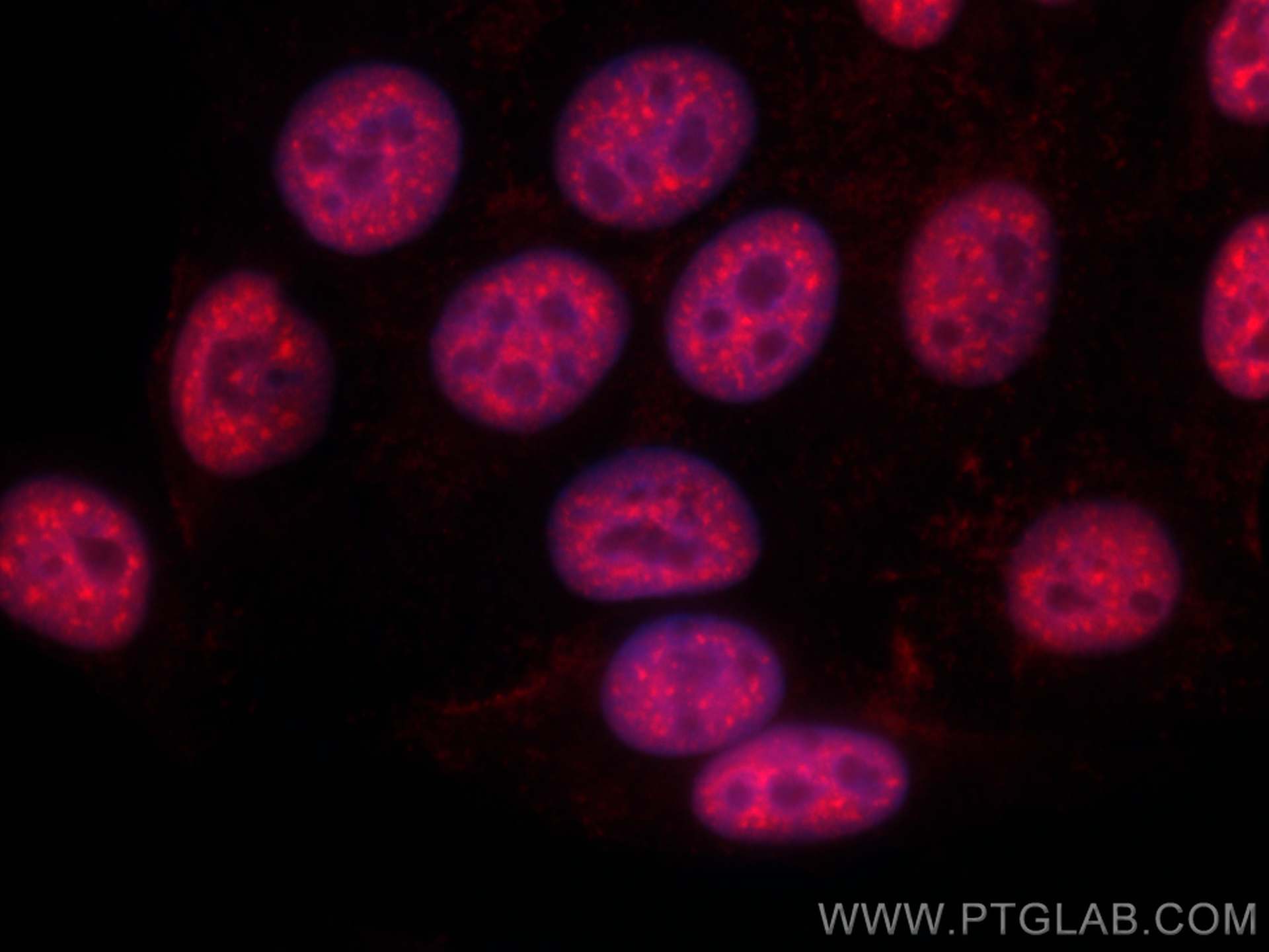 Immunofluorescence (IF) / fluorescent staining of HepG2 cells using CoraLite®594-conjugated RBM39 Monoclonal antibody (CL594-67420)
