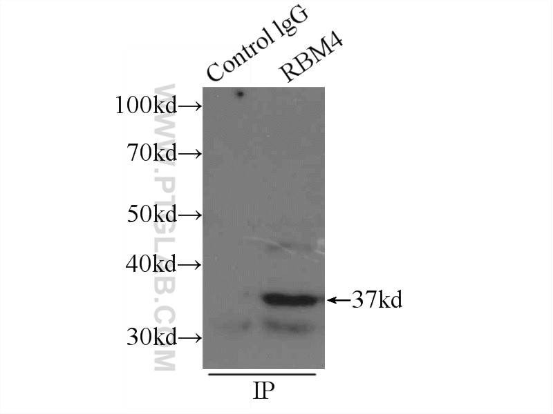 Immunoprecipitation (IP) experiment of mouse heart tissue using RBM4 Polyclonal antibody (11614-1-AP)