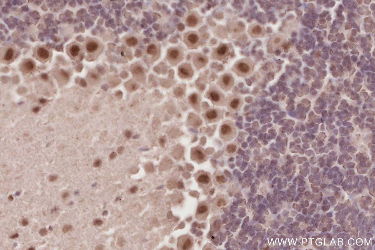 Immunohistochemistry (IHC) staining of mouse cerebellum tissue using RBM4 Monoclonal antibody (60292-1-Ig)