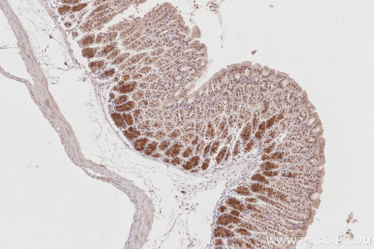 Immunohistochemistry (IHC) staining of mouse stomach tissue using RBM4 Monoclonal antibody (60292-1-Ig)