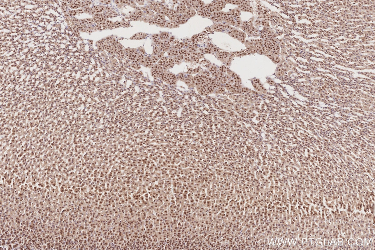 Immunohistochemistry (IHC) staining of rat adrenal gland tissue using RBM4 Monoclonal antibody (60292-1-Ig)