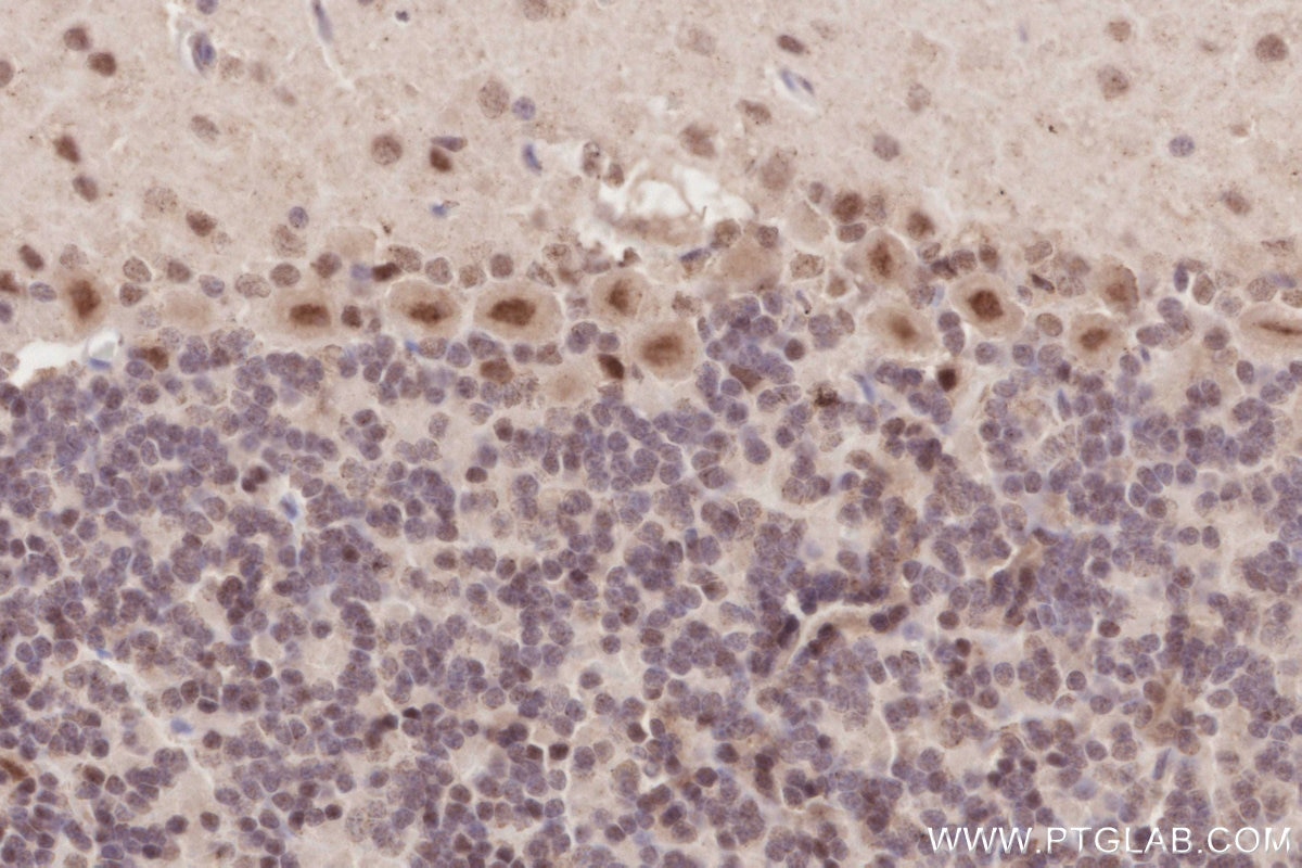 Immunohistochemistry (IHC) staining of rat cerebellum tissue using RBM4 Monoclonal antibody (60292-1-Ig)