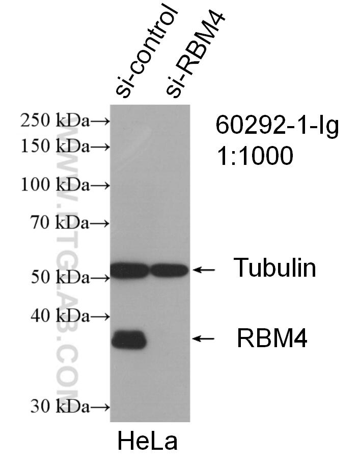 Western Blot (WB) analysis of HeLa cells using RBM4 Monoclonal antibody (60292-1-Ig)