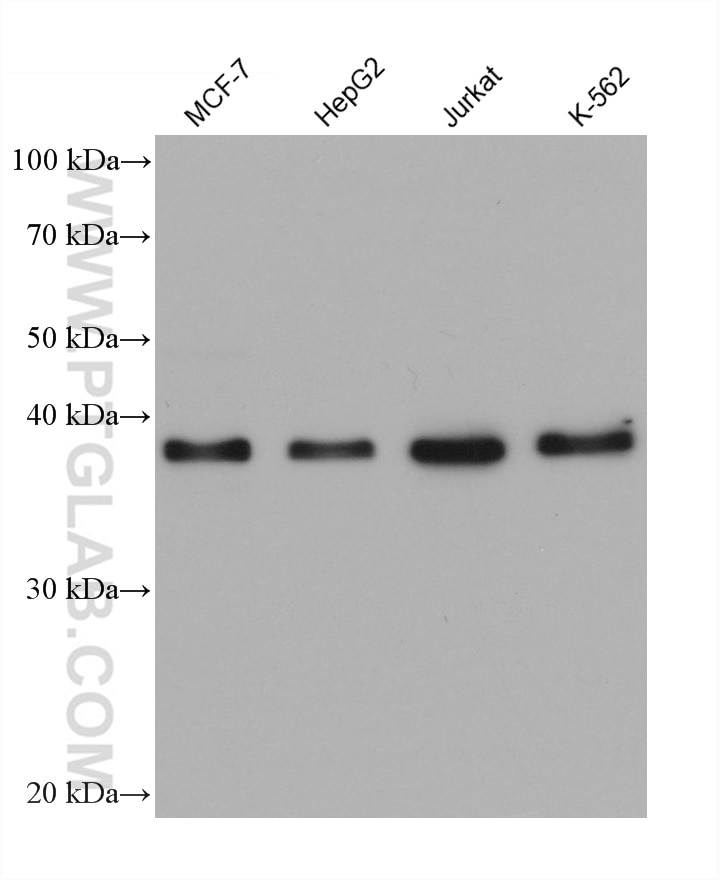 Western Blot (WB) analysis of various lysates using RBM4 Monoclonal antibody (60292-1-Ig)