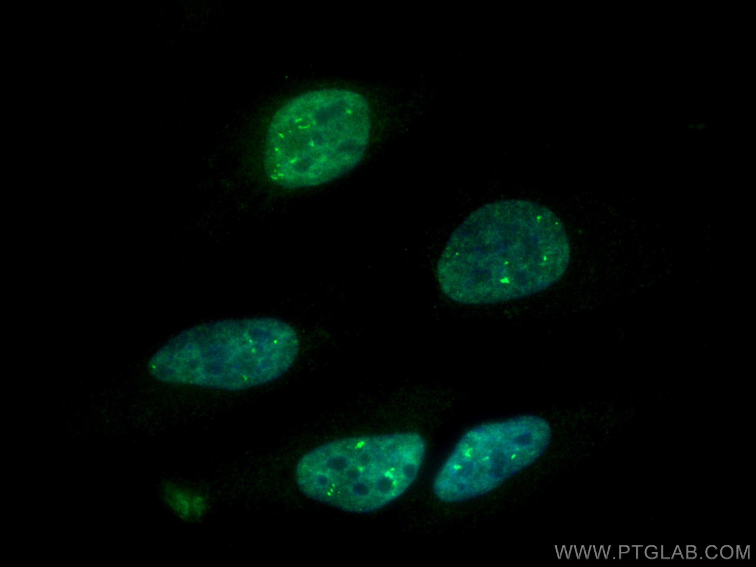 Immunofluorescence (IF) / fluorescent staining of HeLa cells using CoraLite® Plus 488-conjugated RBM4 Monoclonal anti (CL488-60292)