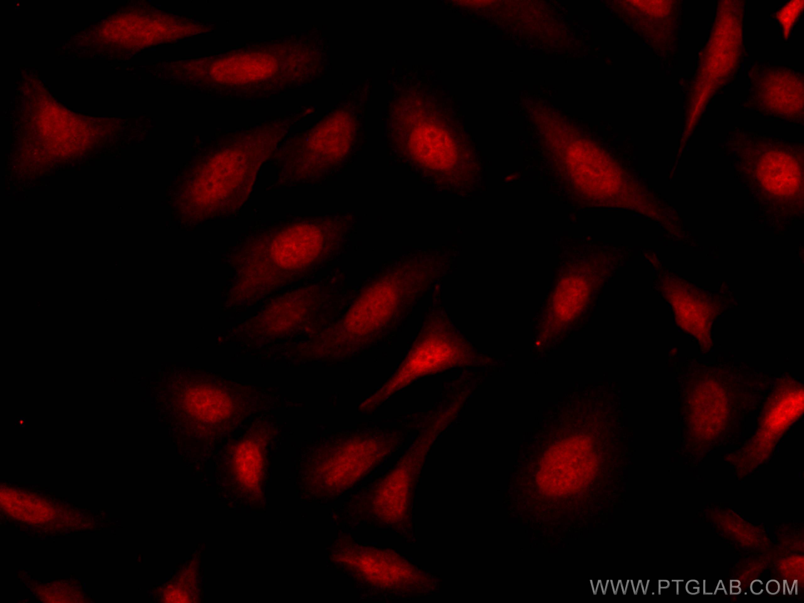 Immunofluorescence (IF) / fluorescent staining of HeLa cells using CoraLite®594-conjugated RBM4 Polyclonal antibody (CL594-11614)