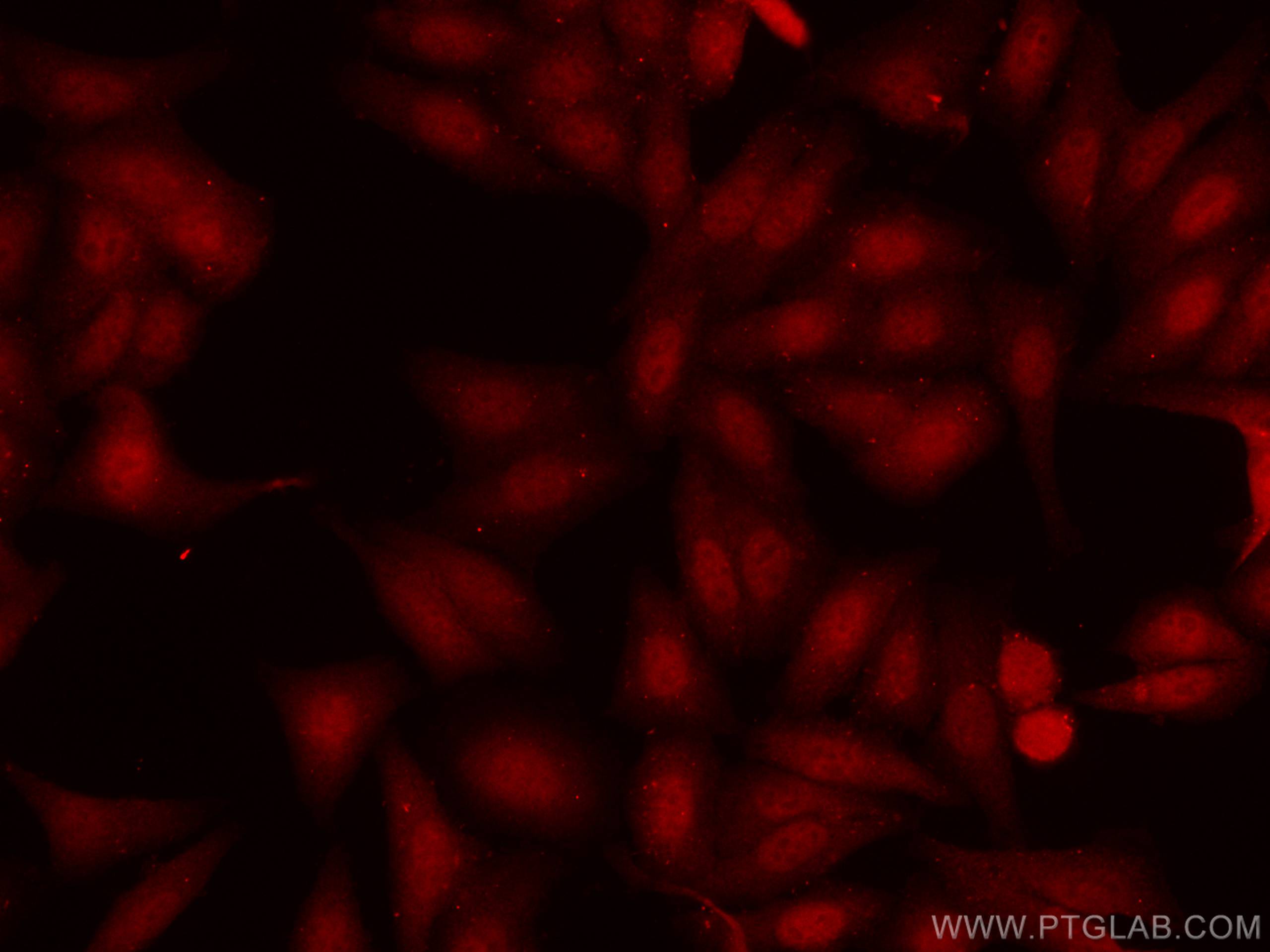 Immunofluorescence (IF) / fluorescent staining of HepG2 cells using CoraLite®594-conjugated RBM4 Polyclonal antibody (CL594-11614)