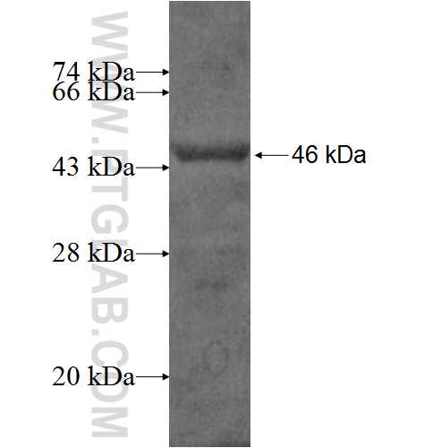 RBM4 fusion protein Ag2190 SDS-PAGE