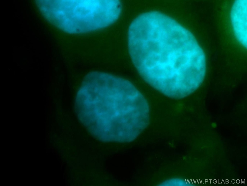 Immunofluorescence (IF) / fluorescent staining of HepG2 cells using RBM41 Polyclonal antibody (15784-1-AP)